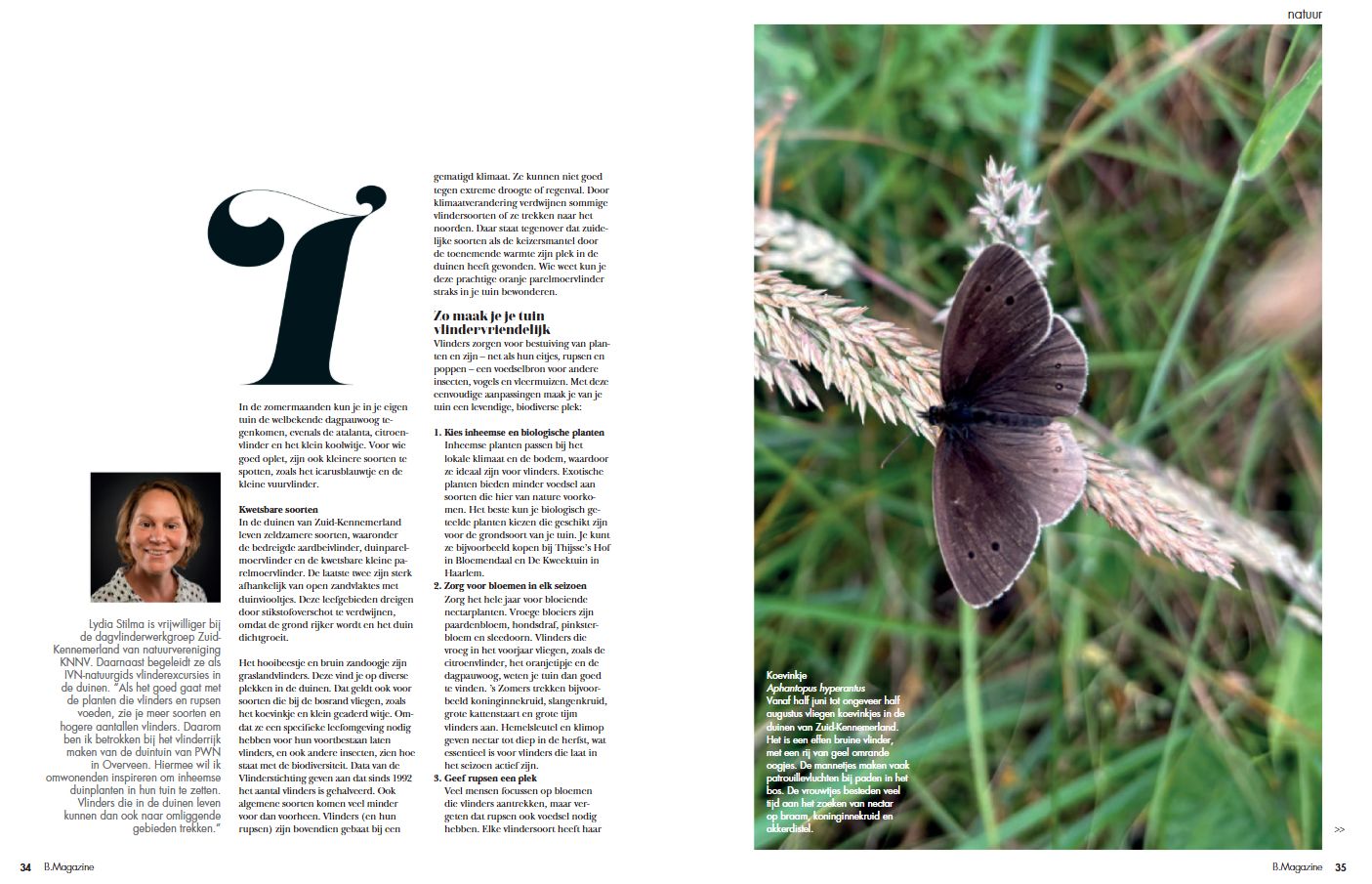 artikel vlinders