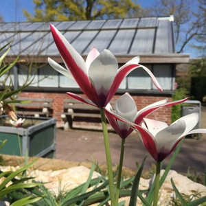 Hortus botanicus Leiden